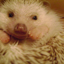 the-hedgehog-blog avatar