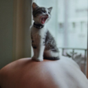 the-innocent-people avatar