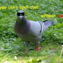 the-lady-pigeon-queen avatar