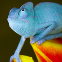 the-lord-of-chameleons avatar