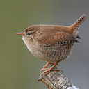 the-lovely-wren avatar