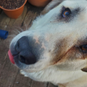 the-paper-turtle-dove avatar