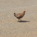 the-spirit-of-radio avatar