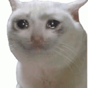 the-stupid-cat avatar