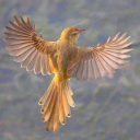 the-tara-perspective avatar