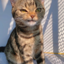 the-taste-of-vanilla avatar