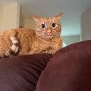 the-temple-of-sacred-asses avatar