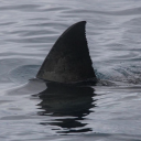 the-thr0at-0f-delusi0n-incarnate avatar