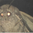 the-virginia-mothman avatar