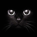 the-whiskered-cat avatar