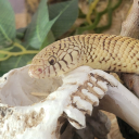 theadmirablemairon avatar