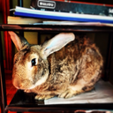 thealexisgood avatar