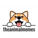 theanimalmemes avatar