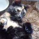 theaowsomecookie avatar