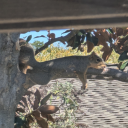 thearchgremlinsage avatar