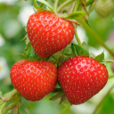 theatreoftheabsurd765 avatar