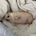 thebackoftheshed avatar