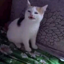 thebadtakezone avatar