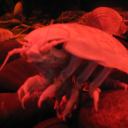 thebathynomus avatar