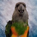 thebeakincarnate avatar