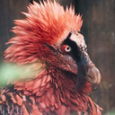 thebeardedvulture avatar