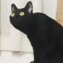 thebestofblackcats avatar