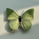 thebookbutterfly avatar