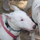 theboskabouter avatar