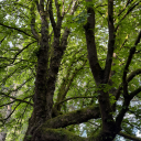 thebunnysofar avatar