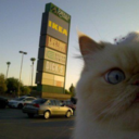 thecatsmustbecrazy avatar