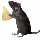 thecheesesnatcher avatar