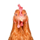 thechickencanread avatar