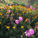 theclosetfangirl avatar