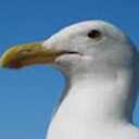 theconfuzzeleddoge avatar