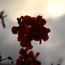 thecookieoftroy avatar