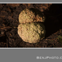 thecorruption-thespiralsversion avatar