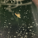 thecreatureintheshed avatar