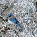 thecrowofsnow avatar