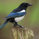 thecrystalmagpie avatar