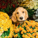 thecunningprince avatar