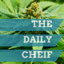 thedailycheif-blog avatar