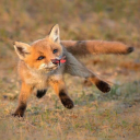 thedailycritter avatar