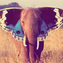 thedailyelephant avatar