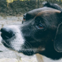 thedailypointer avatar