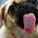 thedaydreeamer avatar