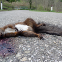 thedeadsquirrel-blog avatar