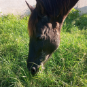 thedemonpoxsongsstuff avatar