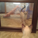 thedismalprincess avatar