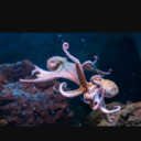 thedomesticatedcephalopod avatar