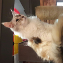 thedragonswillrise avatar